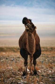 Bactrian camel in the steppes of Mongolia. the transport of the nomad. A herd of Animals on the pasture.