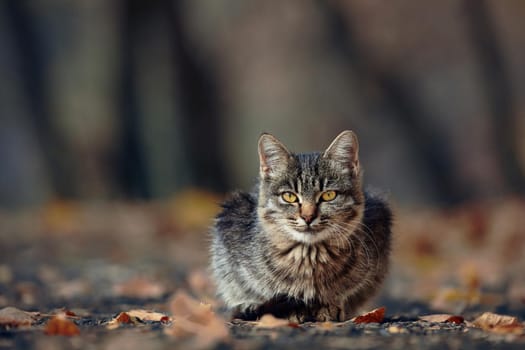 Beautiful kitten in the autumn Park. Cute fluffy cat