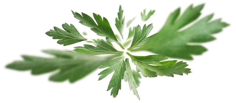 Green parsley leaves levitate on a white background.