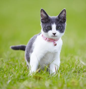 Pretty grey and white kitten outdoors on the grass.