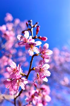 Close up pink sakura blossom, beautiful pink flowers or king tiger tree or Thai cherry blossom, and Wild Himalayan Cherry. Beautiful pink sakura Flower at phu lom lo Loei, Thailand. 