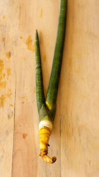 Snake plant cylindrical bare roots plant