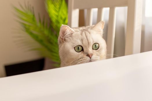 Curious head white British cat peeks out from under a white table. Copy space