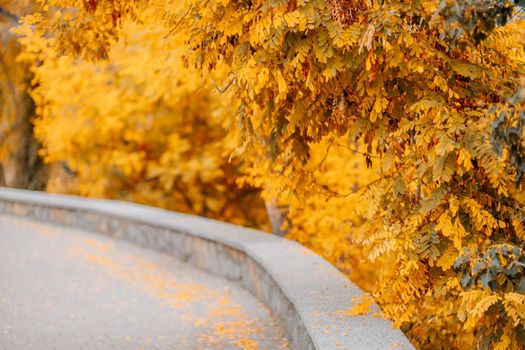 Bright gold yellow autumnal maple leaves with copy's space