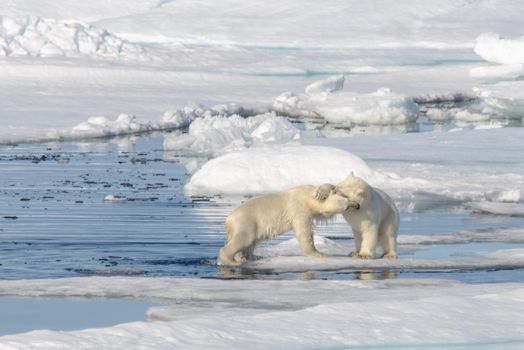 Two polar bear cubs playing together on the ice north of Svalbard