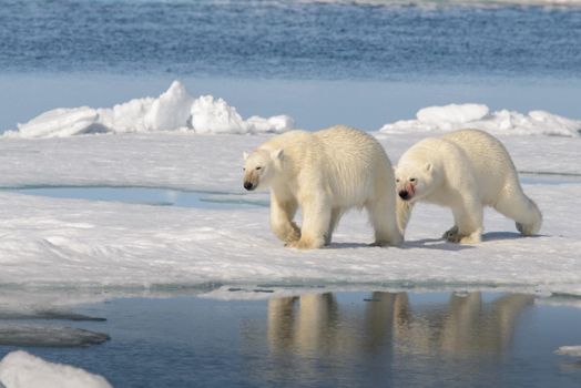 Two polar bear cubs playing together on the ice north of Svalbard