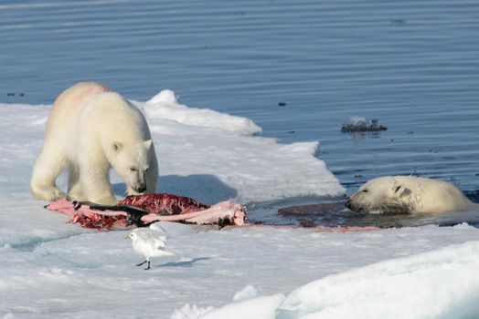 Two polar bear cubs playing together on the ice north of Svalbard