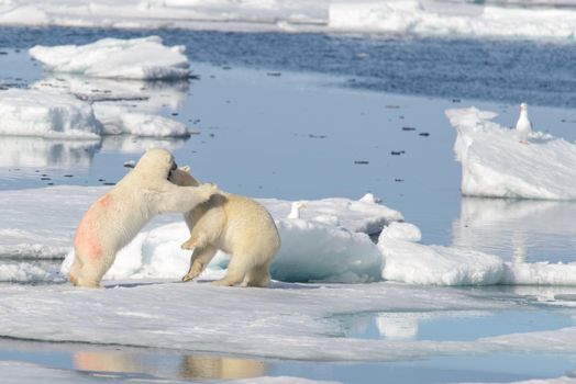 Two polar bear cubs playing together on the ice north of Svalbard