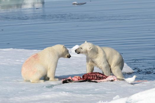 Two polar bear cubs playing together on the ice north of Svalbard