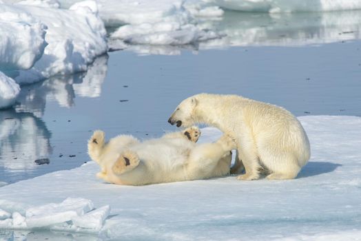 Two polar bear cubs playing together on the ice north of Svalbard