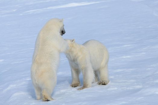 Two polar bear cubs playing together on the ice north of Svalbard