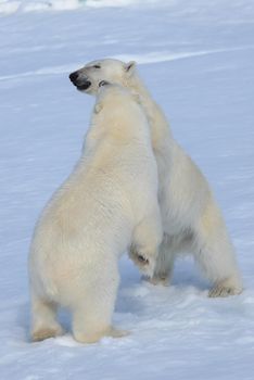 Two polar bear cubs playing together on the ice north of Svalbard