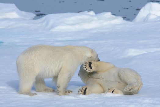 Two polar bear cubs playing together on the ice north of Svalbard