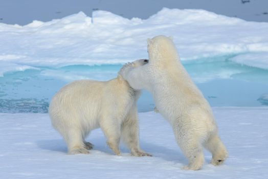 Two polar bear cubs playing together on the ice north of Svalbard