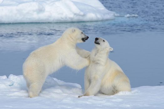 Two polar bear cubs playing together on the ice north of Svalbard