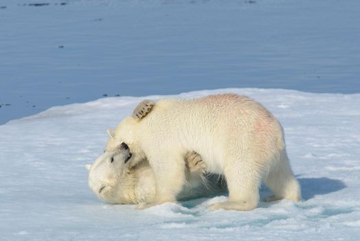 Two polar bear cubs playing together on the ice north of Svalbard