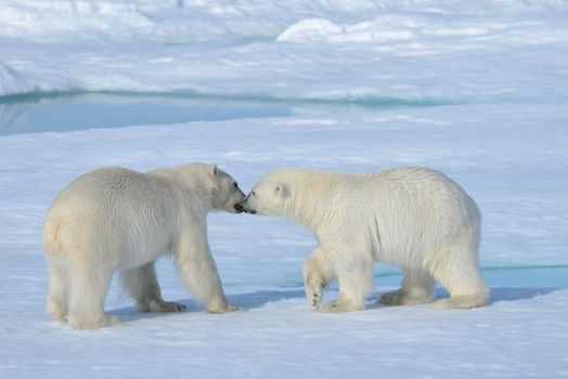 Two polar bear cubs playing together on the ice north of Svalbard