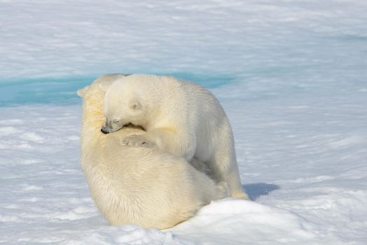 Two polar bear cubs playing together on the ice north of Svalbard