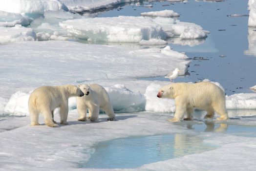 Two polar bear cubs playing together on the ice north of Svalbard