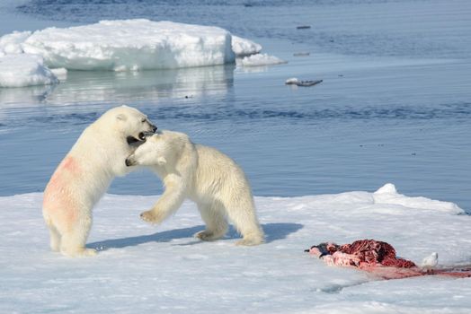 Two polar bear cubs playing together on the ice north of Svalbard