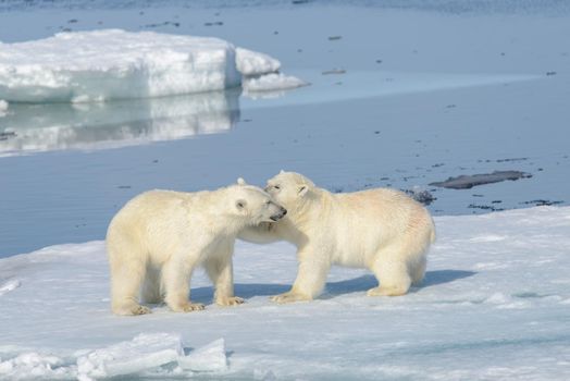 Two polar bear cubs playing together on the ice north of Svalbard