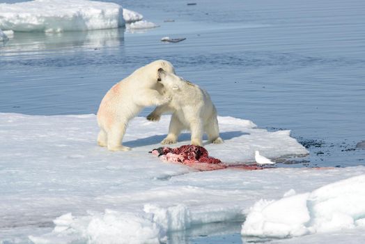 Two polar bear cubs playing together on the ice north of Svalbard