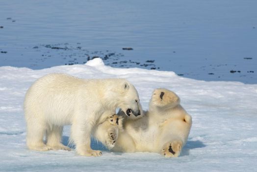 Two polar bear cubs playing together on the ice north of Svalbard