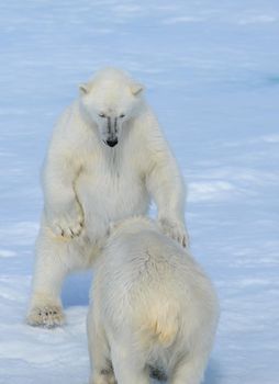 Two polar bear cubs playing together on the ice north of Svalbard