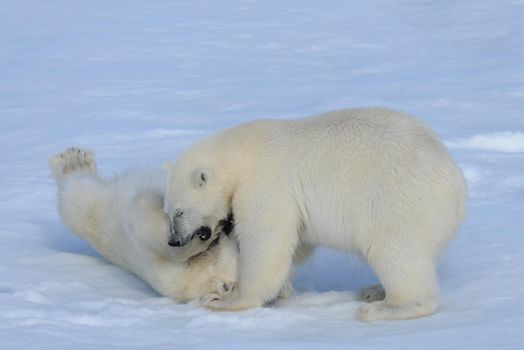 Two polar bear cubs playing together on the ice north of Svalbard