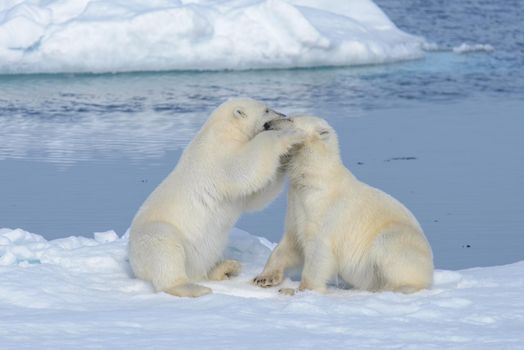 Two polar bear cubs playing together on the ice north of Svalbard