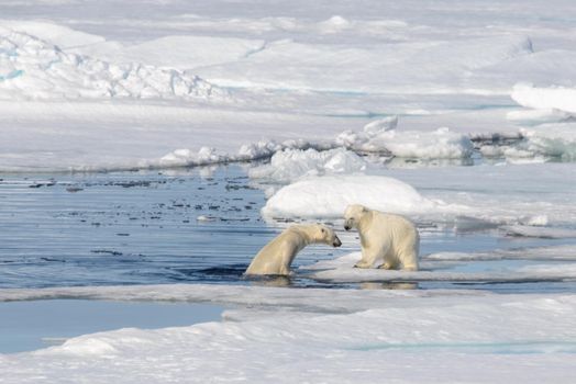 Two polar bear cubs playing together on the ice north of Svalbard