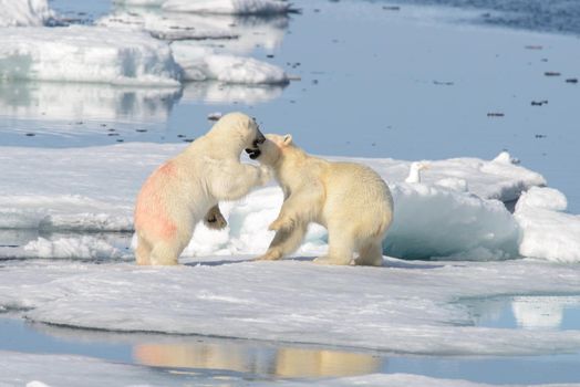 Two polar bear cubs playing together on the ice north of Svalbard