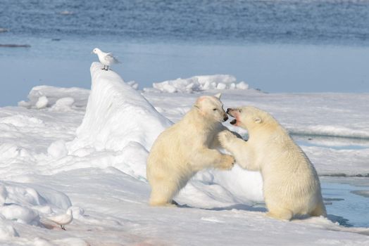 Two polar bear cubs playing together on the ice north of Svalbard