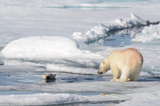 Two polar bear cubs playing together on the ice north of Svalbard