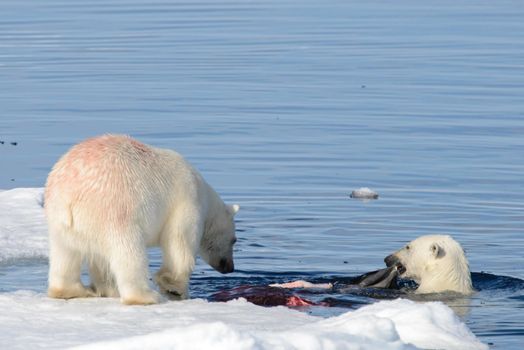 Two polar bear cubs playing together on the ice north of Svalbard