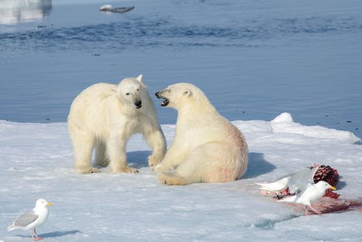 Two polar bear cubs playing together on the ice north of Svalbard