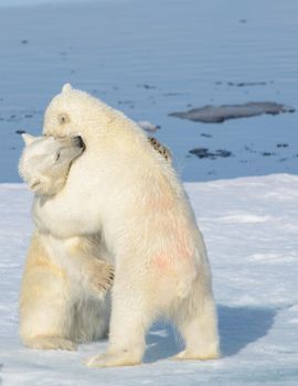 Two polar bear cubs playing together on the ice north of Svalbard