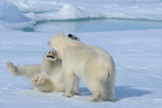 Two polar bear cubs playing together on the ice north of Svalbard