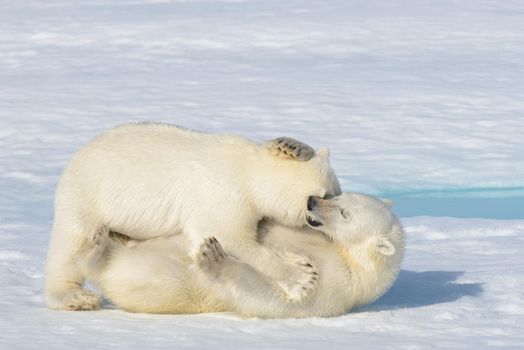 Two polar bear cubs playing together on the ice north of Svalbard