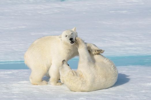 Two polar bear cubs playing together on the ice north of Svalbard