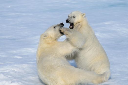 Two polar bear cubs playing together on the ice north of Svalbard