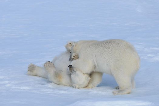 Two polar bear cubs playing together on the ice north of Svalbard