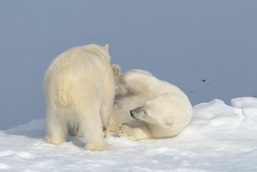 Two polar bear cubs playing together on the ice north of Svalbard