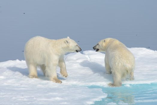 Two polar bear cubs playing together on the ice north of Svalbard