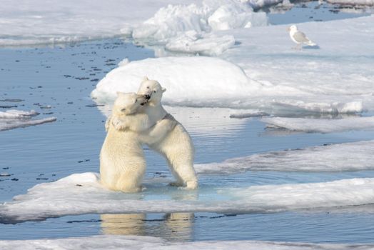 Two polar bear cubs playing together on the ice north of Svalbard