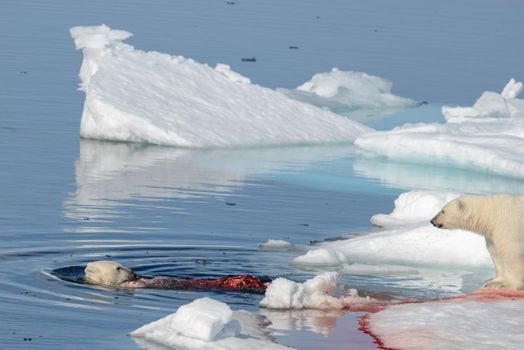 Two polar bear cubs playing together on the ice north of Svalbard