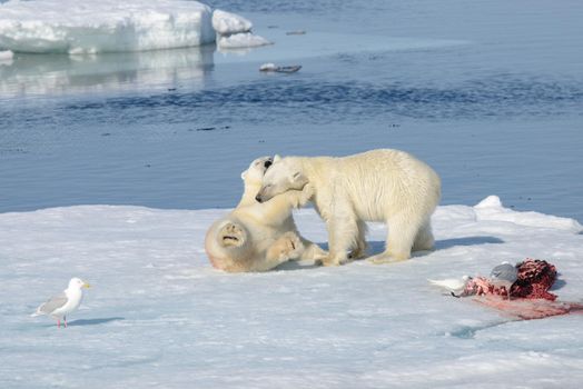 Two polar bear cubs playing together on the ice north of Svalbard