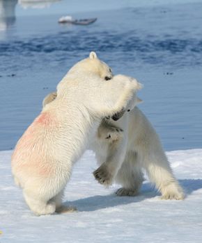 Two polar bear cubs playing together on the ice north of Svalbard