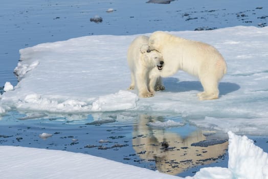 Two polar bear cubs playing together on the ice north of Svalbard