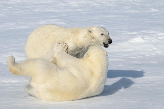 Two polar bear cubs playing together on the ice north of Svalbard